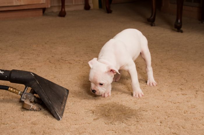Carpet odor removal in Vinings by K&D Carpet & Cleaning Services